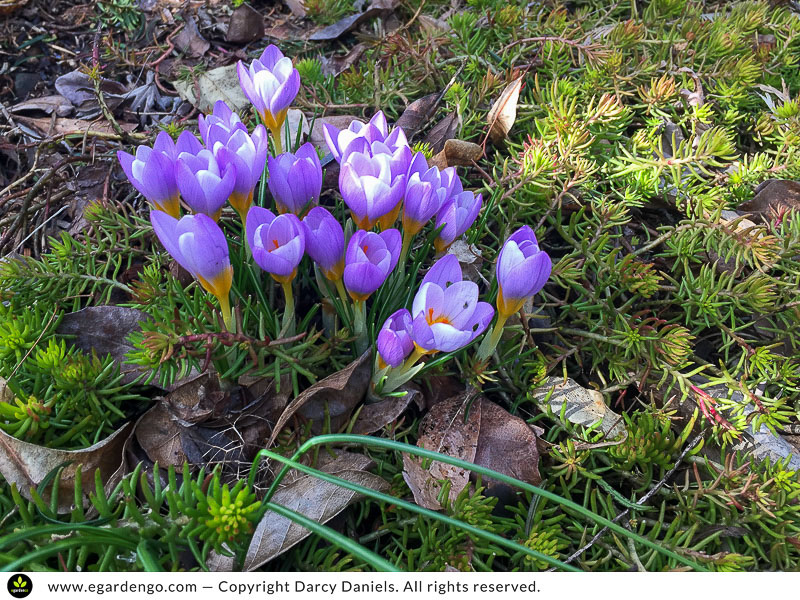 crocus growing through Sedum 'Angelina'