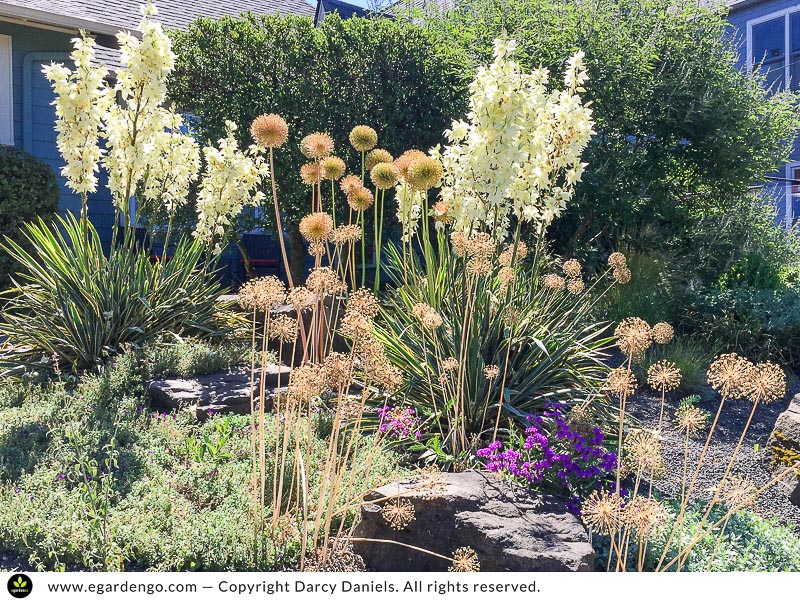 allium seed heads remain decorative when dormant