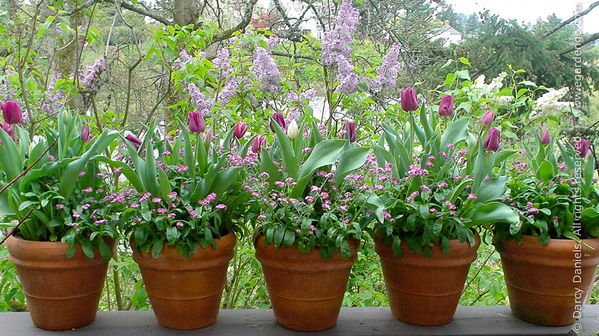 bulbs in containers