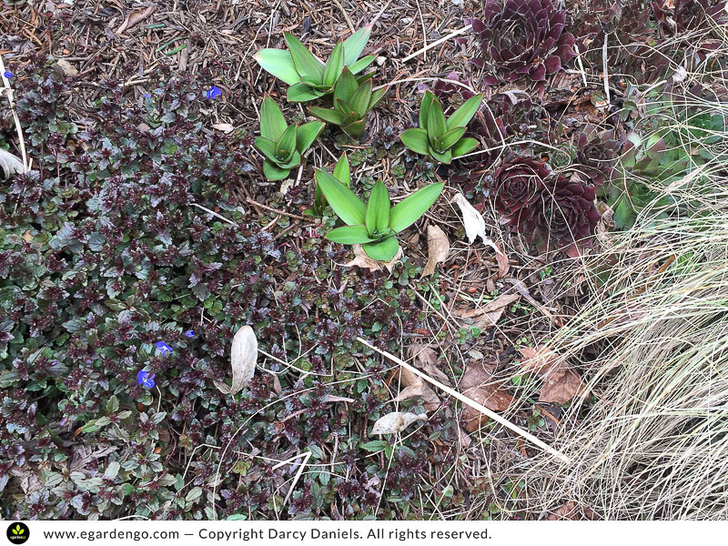 rosettes of allium foliage emerging through ground covers