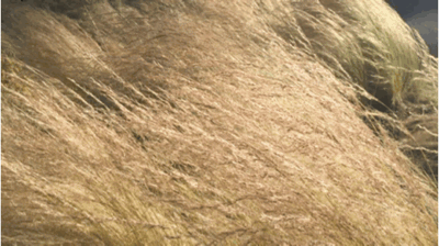 Mexican Feather Grass Flowing in the Breeze