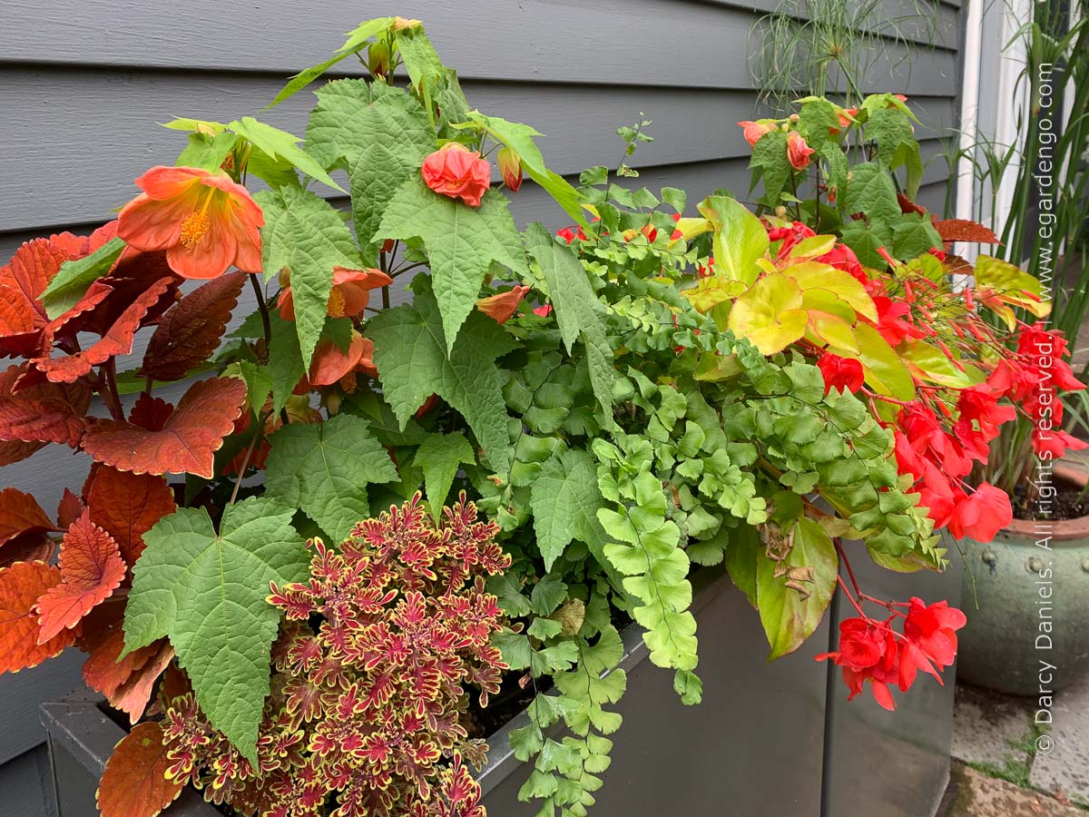 Plant Combination for Colorful Summer Container Combo in Orange and Yellow