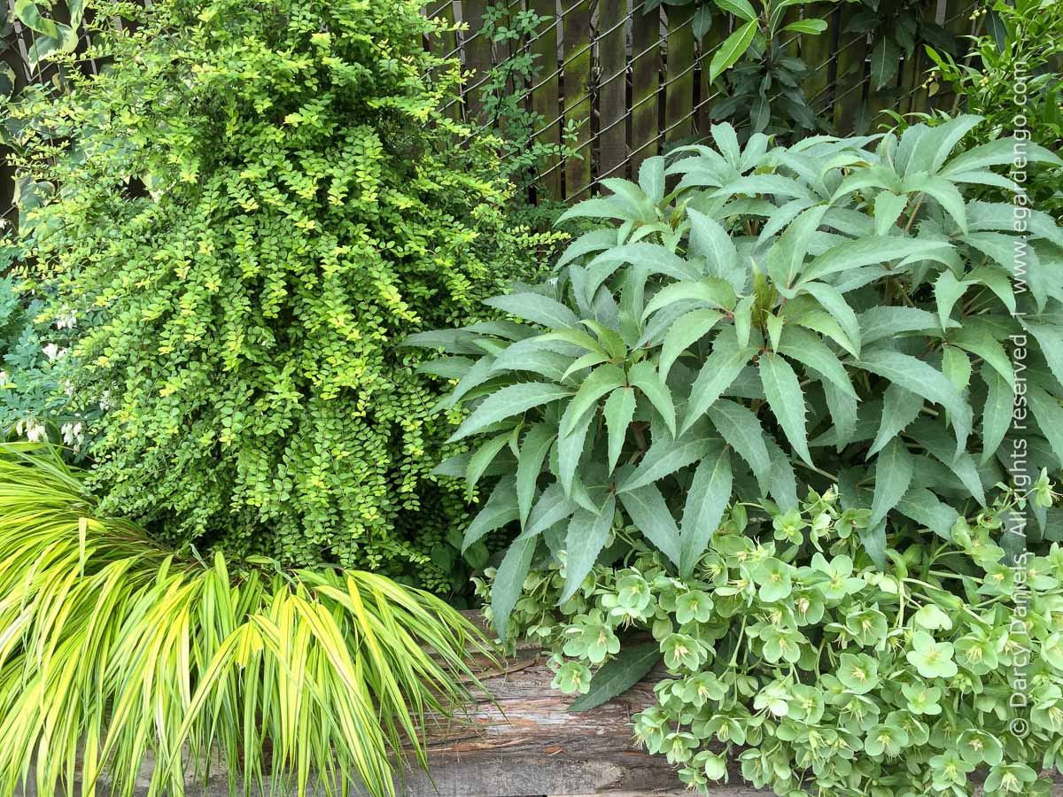 Contrasting Foliage Texture in Part Sun Garden