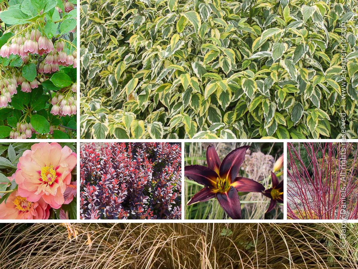 This plant combination for mixed border looks good for multiple seasons