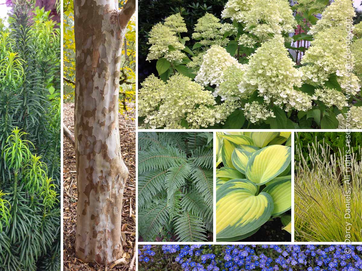 Plant Combination for Serene Woodland Garden