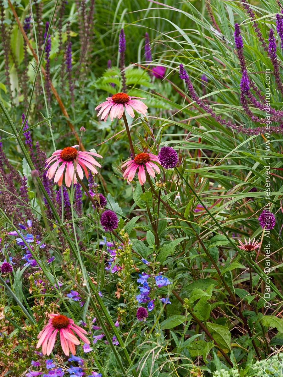 Bulb and Perennial Combination