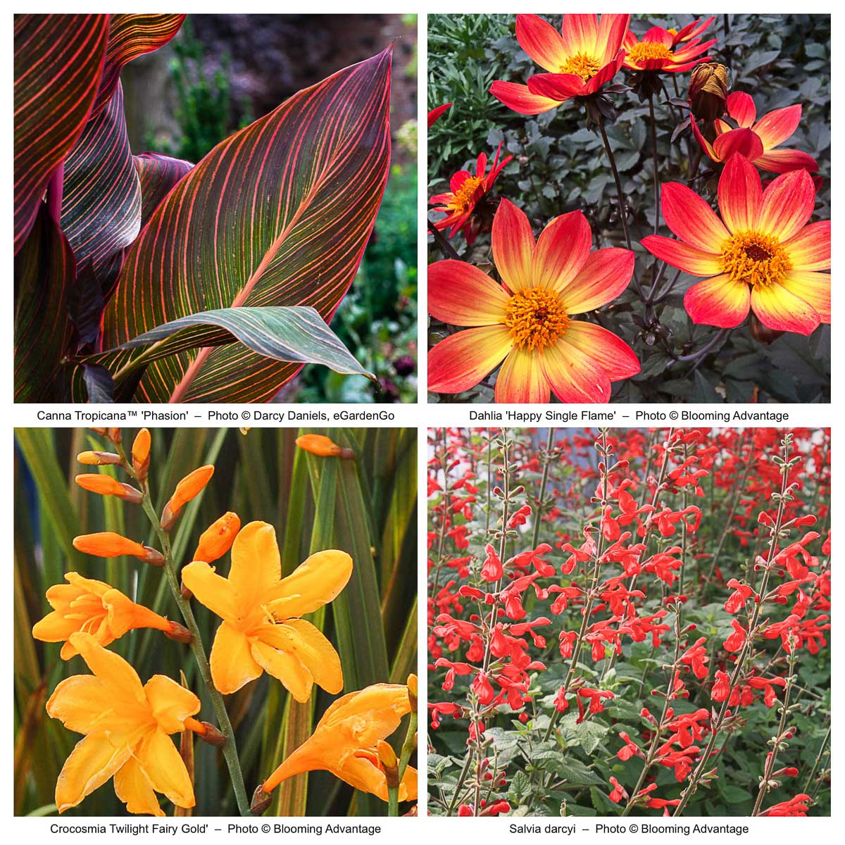 Showy Tropicalismo Border with Canna and Dahlia