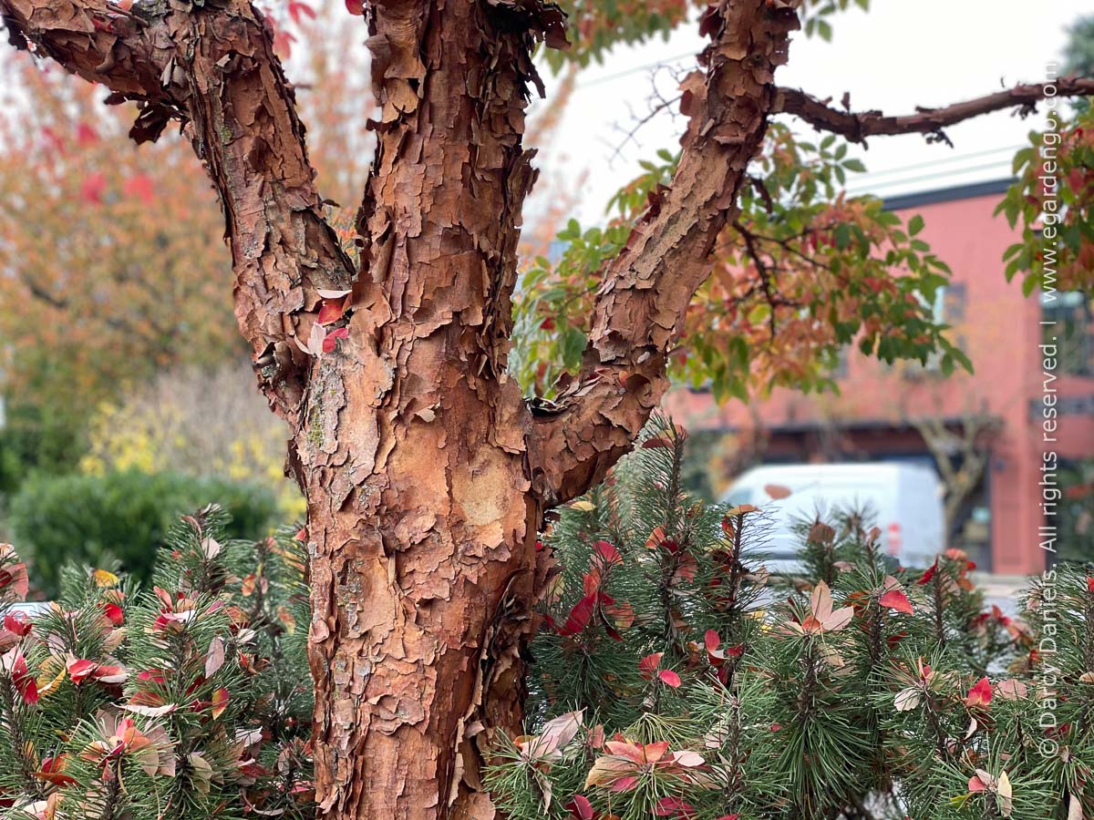 Acer griseum | Paperbark Maple