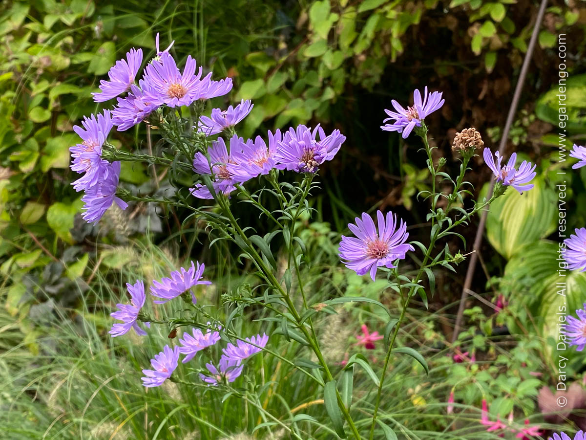 fall blooming aster