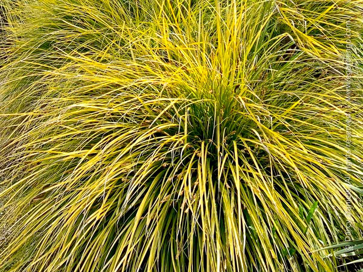 Carex 'Everillo'