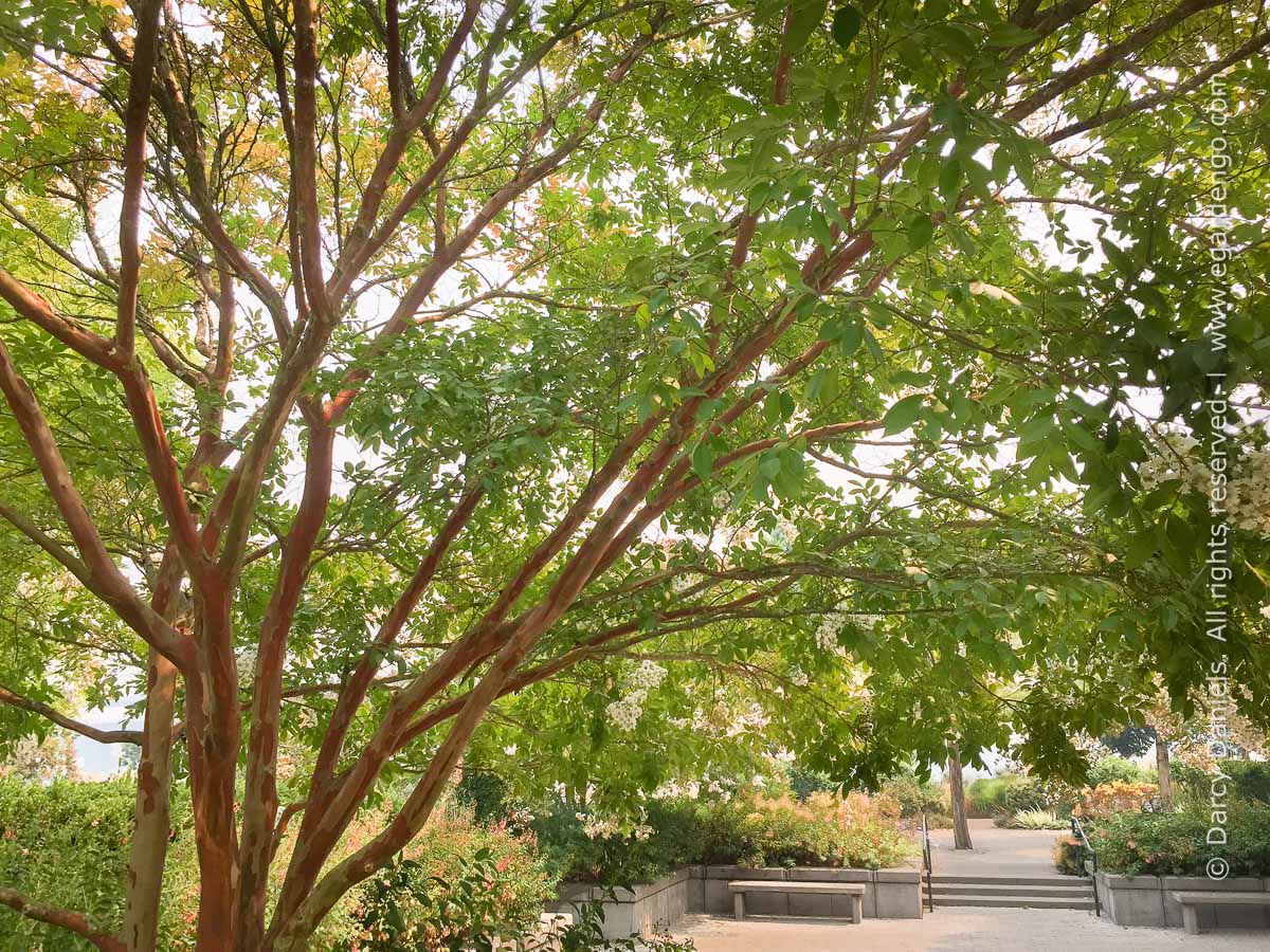 Lagerstroemia x 'Natchez'