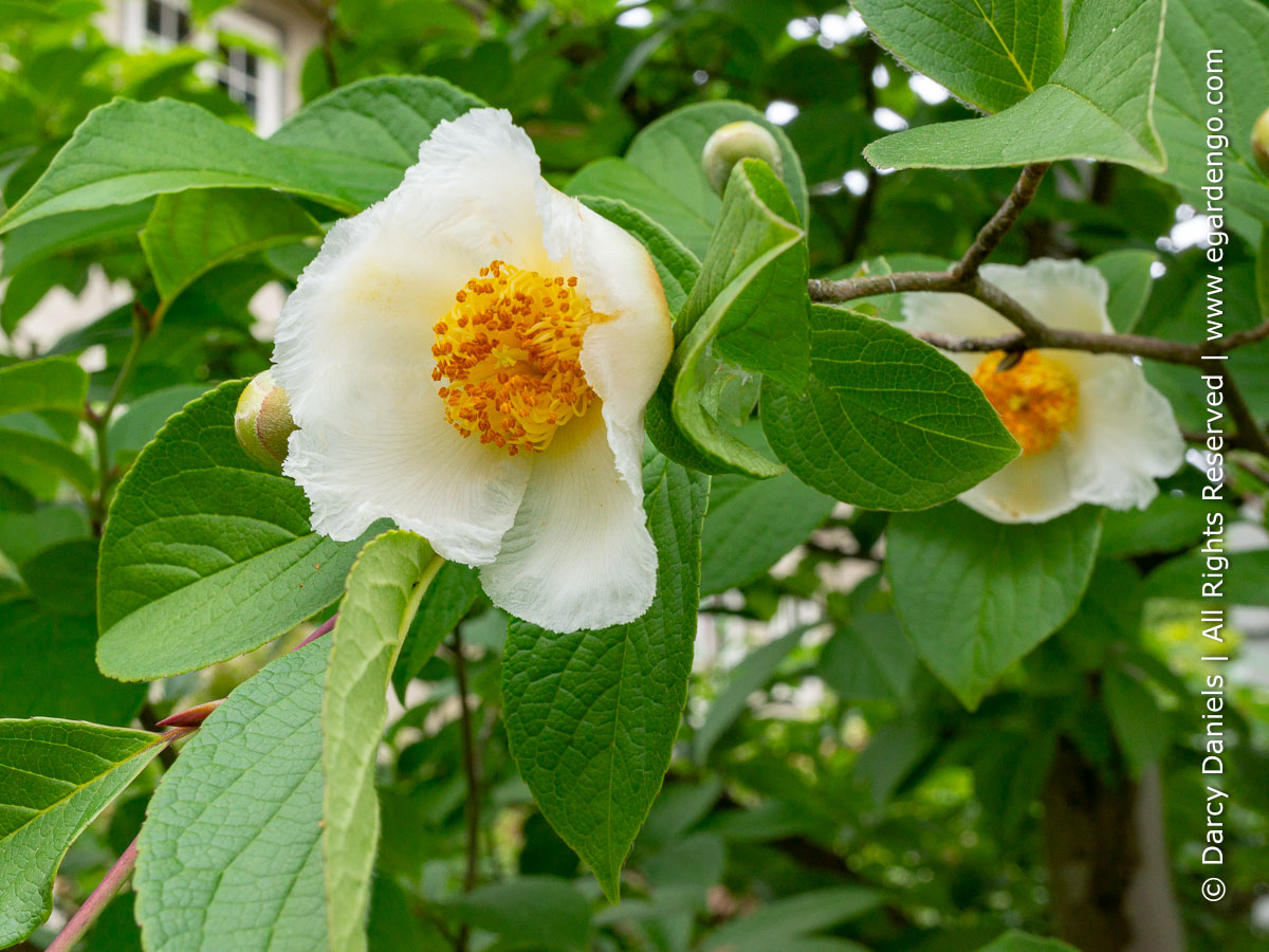 Stewartia pseudocamellia flower