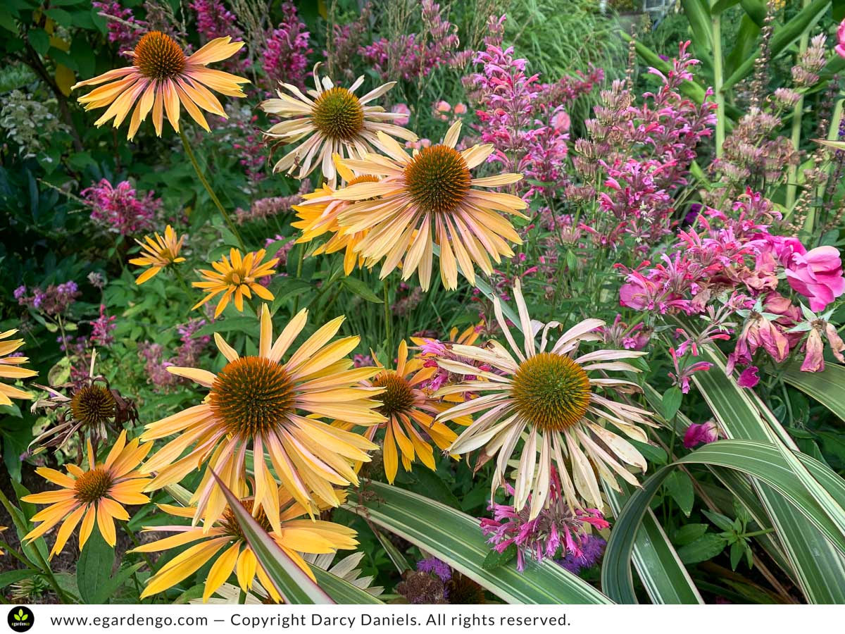 Echinacea Big Kahuna and Agastache Red Fortune