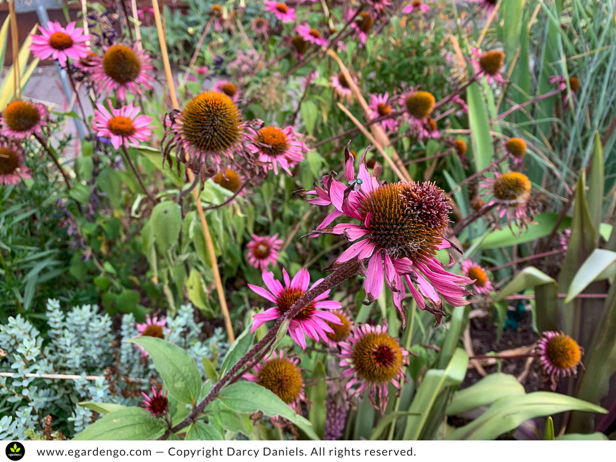 water stressed coneflower