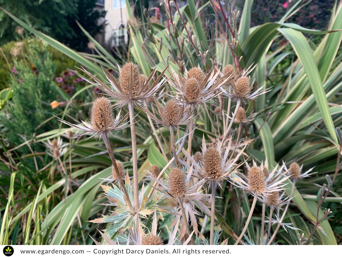 Eryngium Sapphire Blue Aging Gracefully