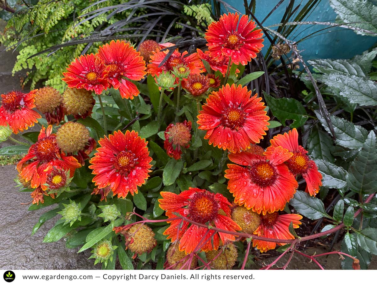 Gaillardia Going Strong