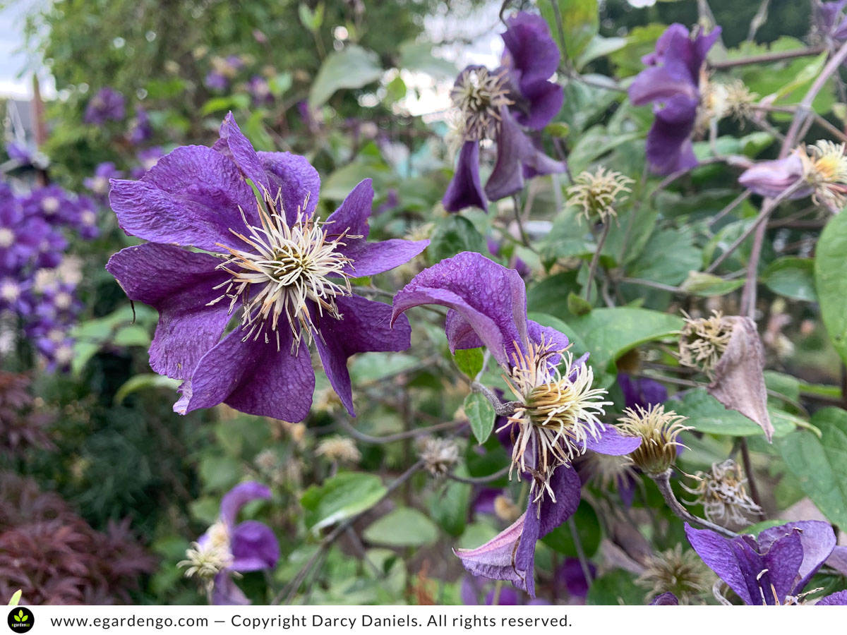 clematis hungry and mildewy