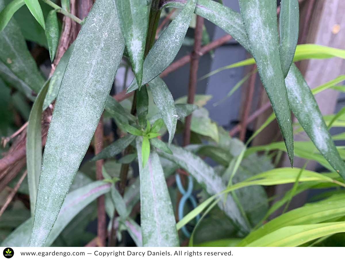 powdery mildew on aster foliage