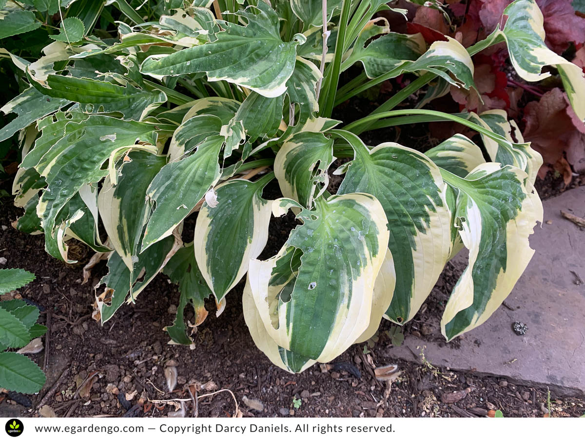 slug damage on hosta