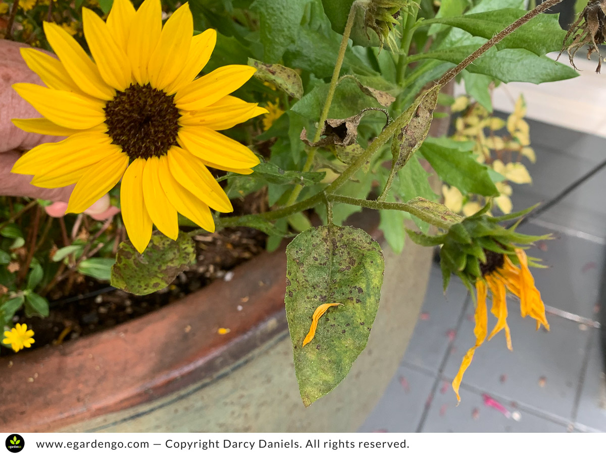 Sunbelievable Helianthus Poor Performer